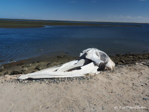 Remains of a grey whale, at the Laguna Ojo  de Liebre near Guerrero Negro