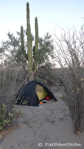 Our sandy campsite in the desert near San Ignacio ... hidden next to a giant Cardon Cactus