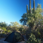 Our sandy campsite in the desert near San Ignacio ... hidden next to a giant Cardon Cactus