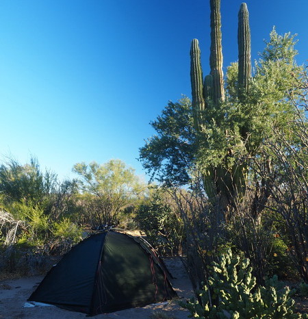 Baja California - Our sandy campsite in the desert near San Ignacio ... hidden next to a giant Cardon Cactus