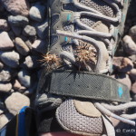Our shoes were covered with these little prickles after our night of wild camping in the desert near San Ignacio