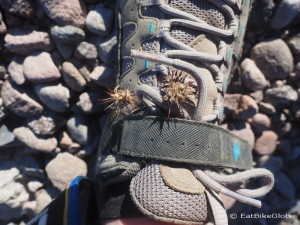 Our shoes were covered with these little prickles after our night of wild camping in the desert near San Ignacio