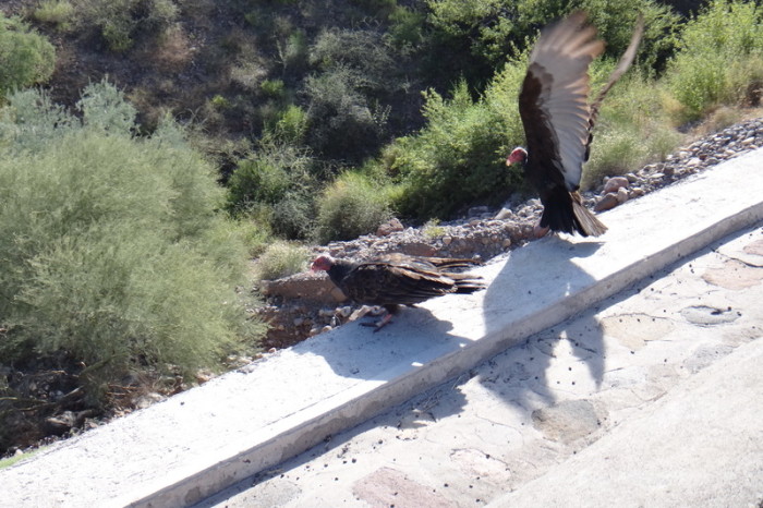 Baja California - Vultures on the way to Loreto