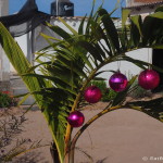 Our "palm tree" Christmas tree in Ciudad Insurgentes