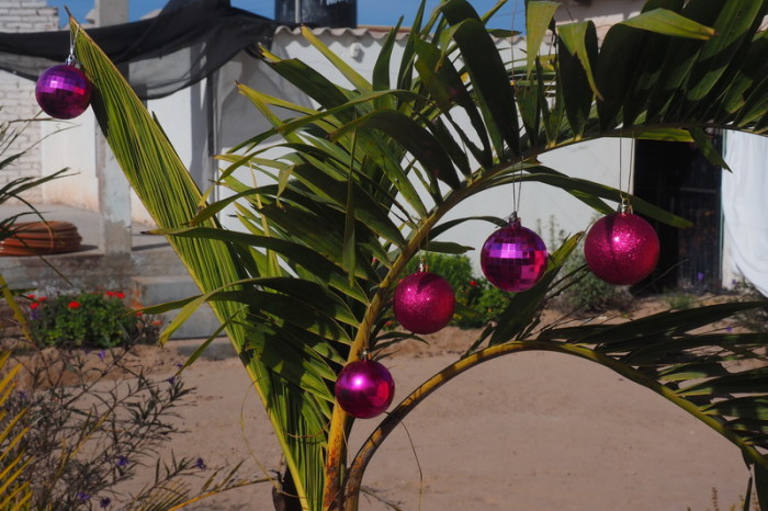 Baja California - Our "palm tree" Christmas tree in Ciudad Insurgentes