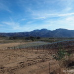 Guadalupe Valley wine region