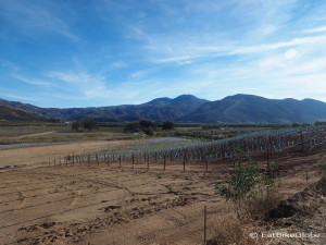 Guadalupe Valley wine region