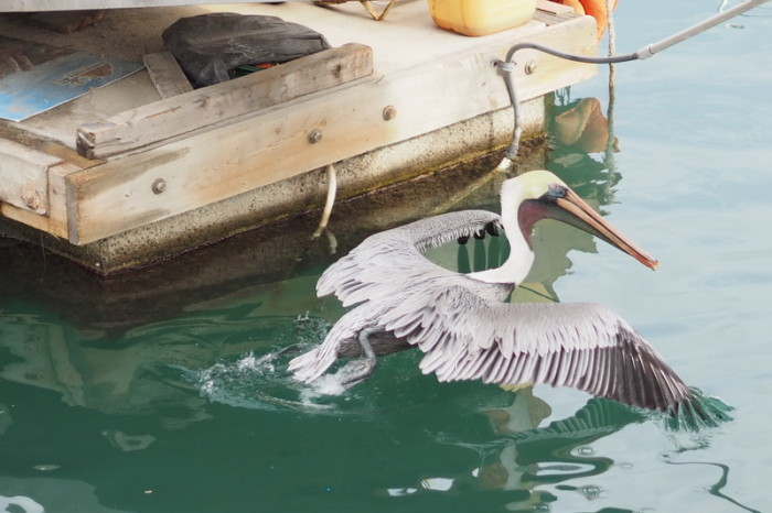 Baja California - Pelican in flight, Cabo San Lucas