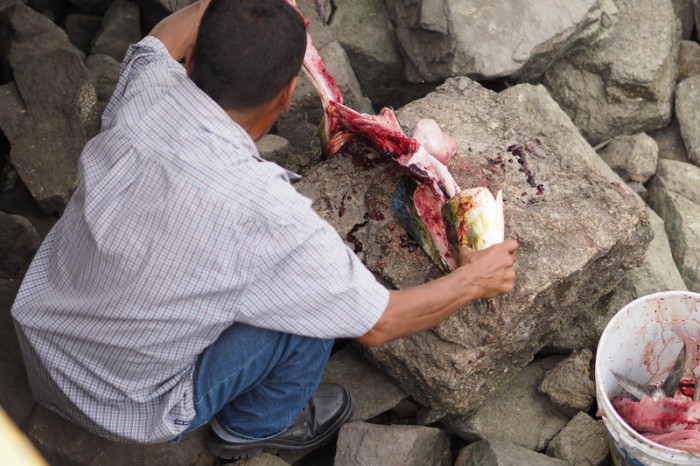 Baja California - Fisherman gutting a fish and feeding the pelicans, Cabo San Lucas