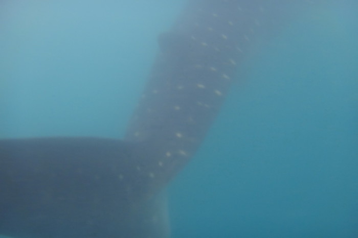 Baja California - Swimming with the whale sharks near La Paz