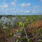 Morning walk through the mangroves for bird watching, Sarteneja, Belize