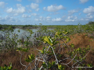Morning walk through the mangroves for bird watching, Sarteneja, Belize