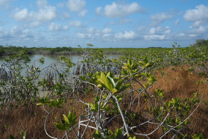 Belize - Morning walk through the mangroves for bird watching, Sarteneja, Belize