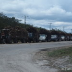 Trucks full of sugar cane waiting outside the refinery, Belize