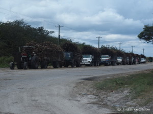 Trucks full of sugar cane waiting outside the refinery, Belize