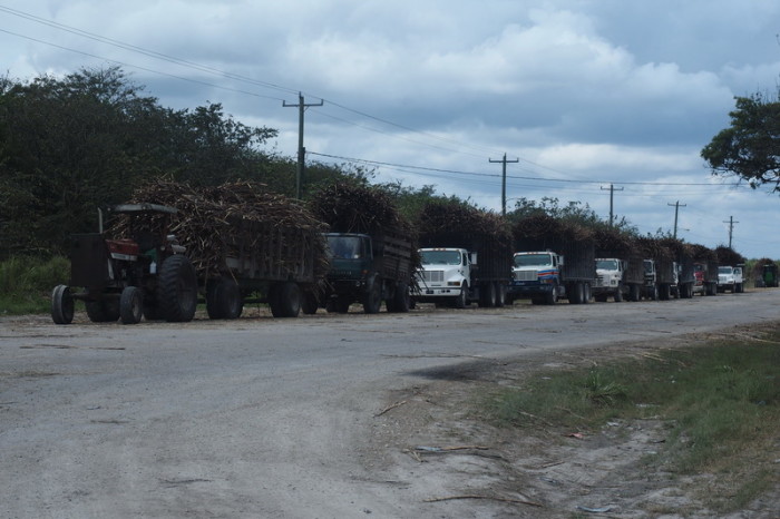Belize - Trucks full of sugar cane waiting outside the refinery, Belize