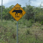 Tapir Crossing!!! Belize