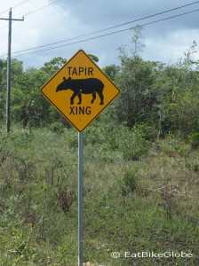 Tapir Crossing!!! Belize