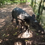 Friendly tapir, Belize Zoo, Belize