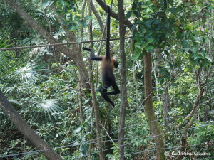 Spider Monkey, Belize Zoo