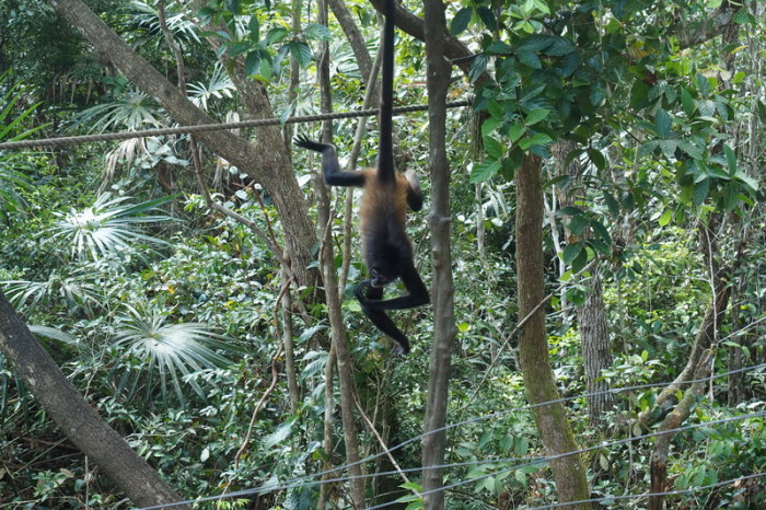 Belize - Spider Monkey, Belize Zoo