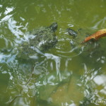 Cute turtles, Belize Zoo