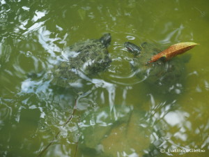 Cute turtles, Belize Zoo