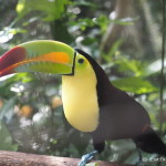 Keel-billed Toucan, Belize Zoo