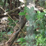 Ocelot, Belize Zoo