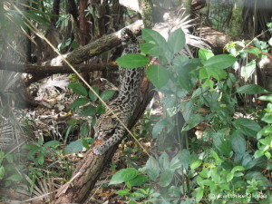 Ocelot, Belize Zoo