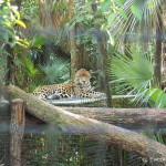 Jaguar, Belize Zoo