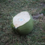Drinking coconuts fresh from the tree in Sarteneja, Belize