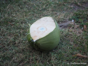 Drinking coconuts fresh from the tree in Sarteneja, Belize
