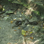 We came across this snake while walking through Palenque ... it looked injured so we gave it a wide berth ...