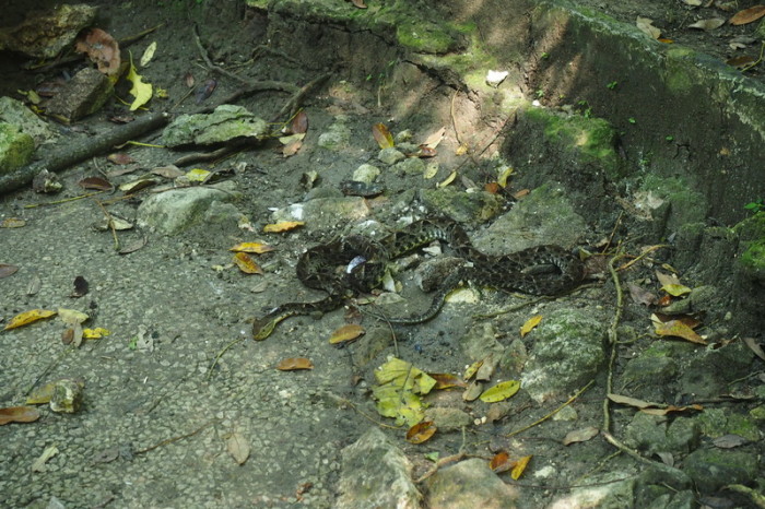 Mexican Road Trip - We came across this snake while walking through Palenque ... it looked injured so we gave it a wide berth ...