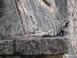 Sunbathing Iguana at Chichen Itza!