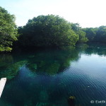 This cenote is a well-kept local secret! It forms part of a ruined hotel complex and it was free for us to visit and swim here! Quintana Roo, Mexico