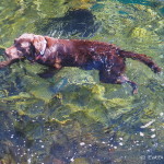 Diva loved swimming in the cenote!