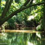Guided river tour, Sloth Sanctuary, Costa Rica