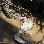 Baby alligator, Sloth Sanctuary, Costa Rica
