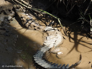 Baby alligator, Sloth Sanctuary, Costa Rica