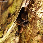 Tiny bats! Sloth Sanctuary, Costa Rica