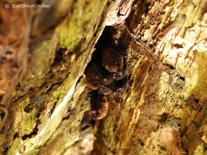 Tiny bats! Sloth Sanctuary, Costa Rica