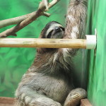 Three-fingered sloth, Sloth Sanctuary, Costa Rica