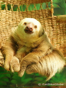 Two-fingered Sloth, Sloth Sanctuary, Costa Rica