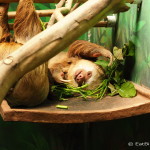 Two-fingered Sloth, Sloth Sanctuary, Costa Rica