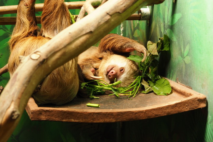 Costa Rica - Two-fingered Sloth, Sloth Sanctuary, Costa Rica