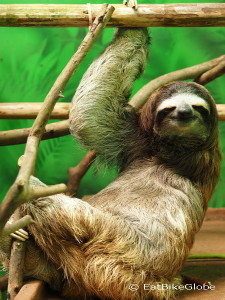 Three-fingered sloth, Sloth Sanctuary, Costa Rica
