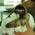 Super cute baby Three-fingered Sloth! Sloth Sanctuary, Costa Rica