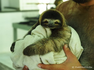 Super cute baby Three-fingered Sloth! Sloth Sanctuary, Costa Rica